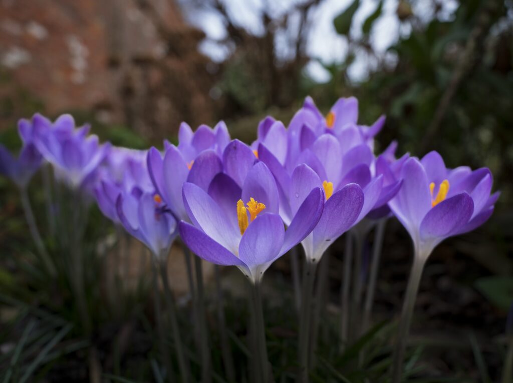 Purple saffron crocus flowers (Crocus sativus) with red stigmas
