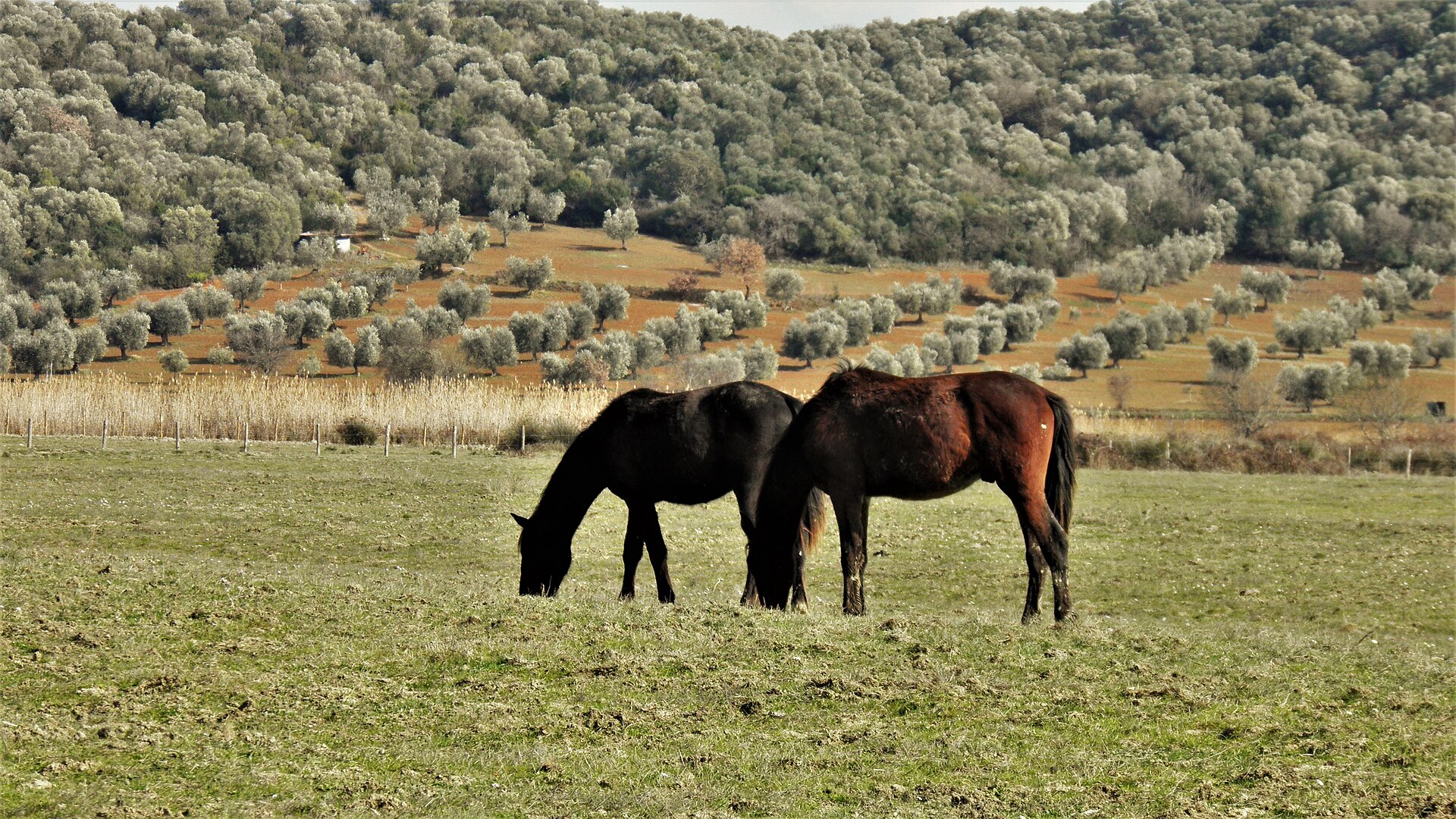 Horses grazing among olive trees in the Parco Naturale della Maremma, below the Uccellina hills