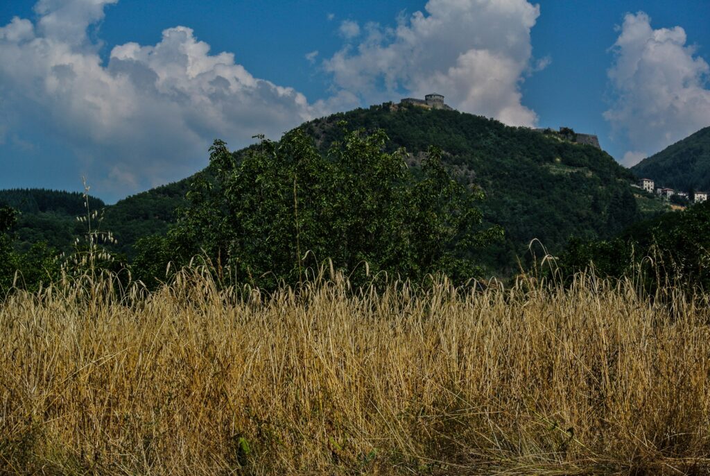 Ripe golden farro field in the Garfagnana with the Fortezza delle Verrucole on the wooded hilltop behind