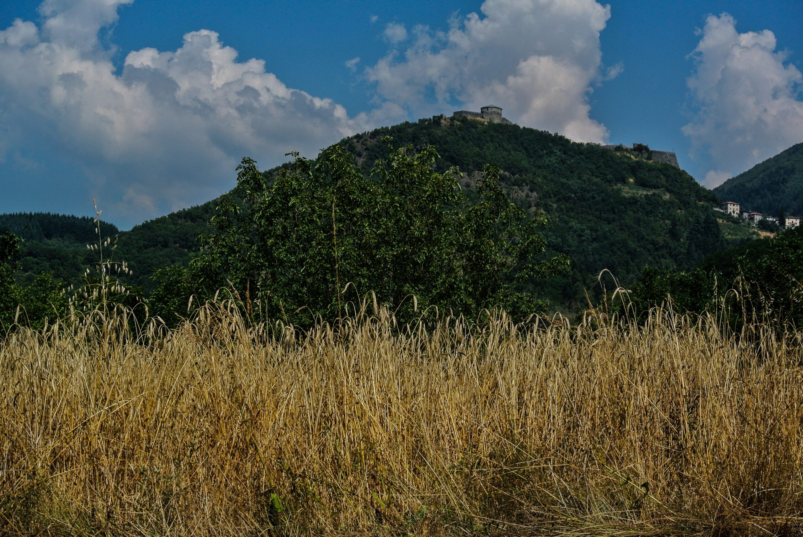 Ripe golden farro field in the Garfagnana with the Fortezza delle Verrucole on the wooded hilltop behind