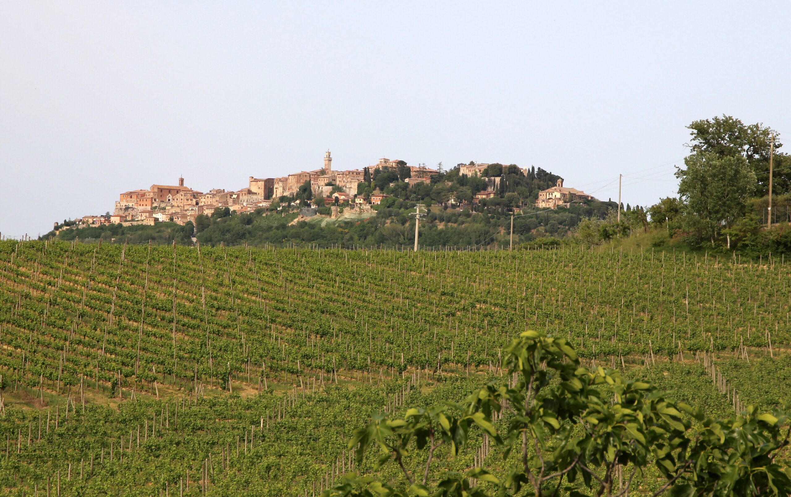 Montepulciano on its ridge above vineyards