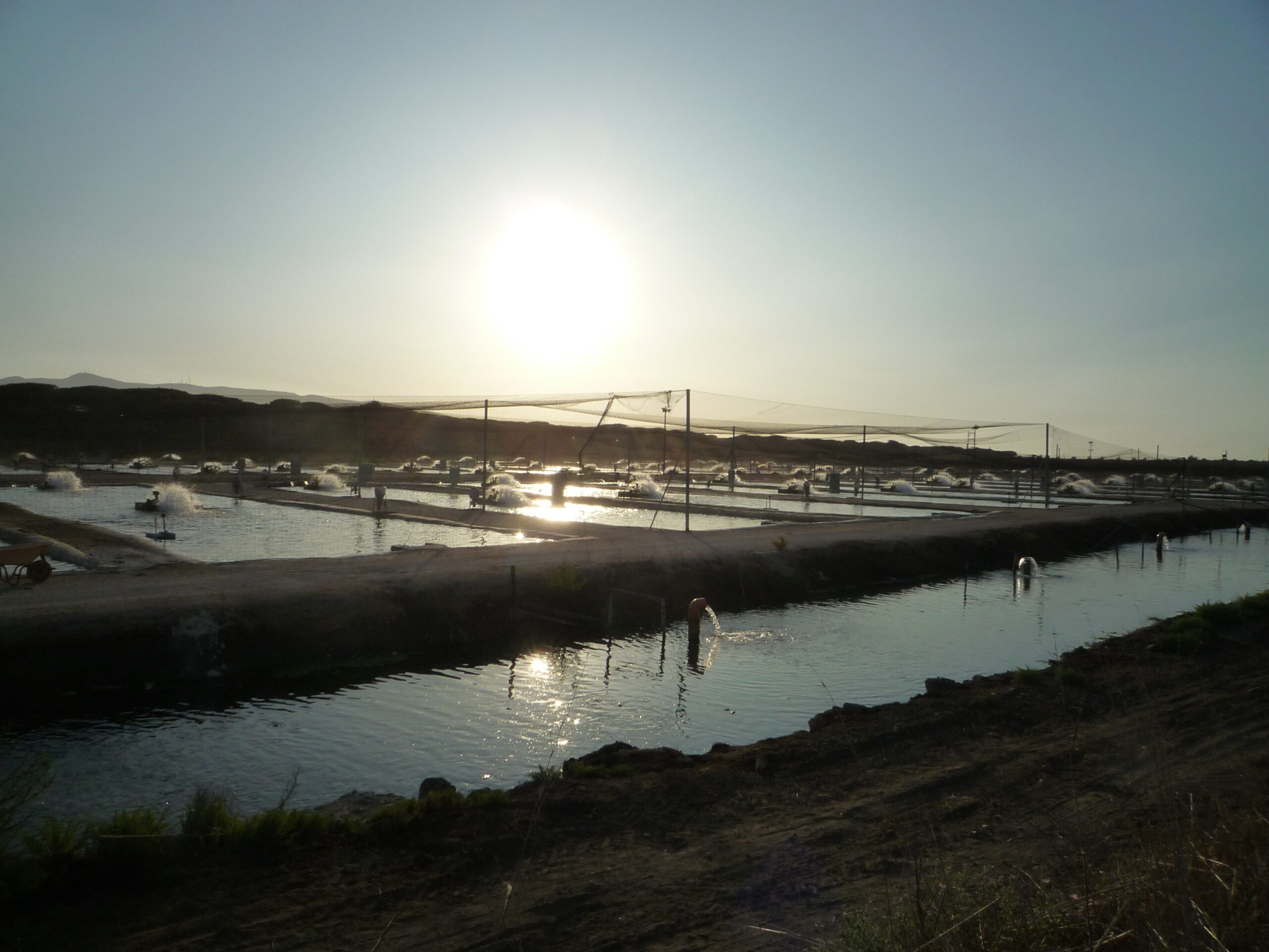 Fishing installations in the southern part of the Orbetello lagoon at sunset